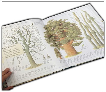 Elpaisdejamaslocreeras -interior