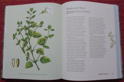 Hierbas Que Han Sanado El Mundo -Melisa